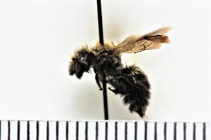  (Osmia nearctica - 1074171B-2012-064-00003)  @13 [ ] (by) (2018) Unspecified Trent University