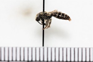  (Colletes nigrifrons - DEG-2014-00073B-00014)  @11 [ ] (by) (2018) Unspecified Trent University