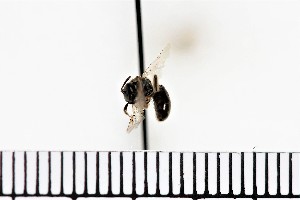  ( - 15052018S2-005W-SIAG)  @13 [ ] (by) (2018) Unspecified Trent University