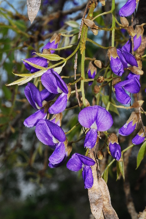  (Bolusanthus - RL1251)  @11 [ ] Unspecified (default): All Rights Reserved  Unspecified Unspecified