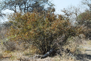  ( - OM1018)  @11 [ ] Unspecified (default): All Rights Reserved  Unspecified Unspecified