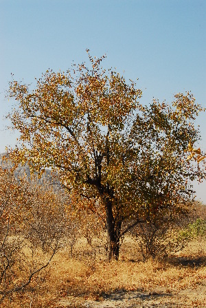  ( - RL1100)  @11 [ ] Unspecified (default): All Rights Reserved  Unspecified Unspecified