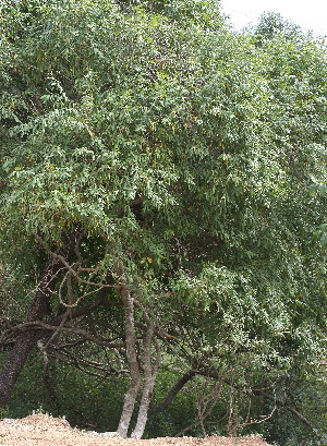  ( - OM0997)  @11 [ ] Unspecified (default): All Rights Reserved  Unspecified Unspecified