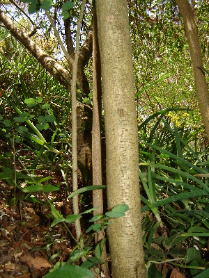  ( - CS07)  @11 [ ] Unspecified (default): All Rights Reserved  Unspecified Unspecified