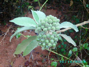  (Solanum mauritianum - CS34)  @11 [ ] Unspecified (default): All Rights Reserved  Unspecified Unspecified