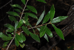  (Olea - OM0269)  @11 [ ] Unspecified (default): All Rights Reserved  Unspecified Unspecified
