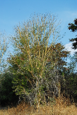  ( - OM1029)  @11 [ ] Unspecified (default): All Rights Reserved  Unspecified Unspecified