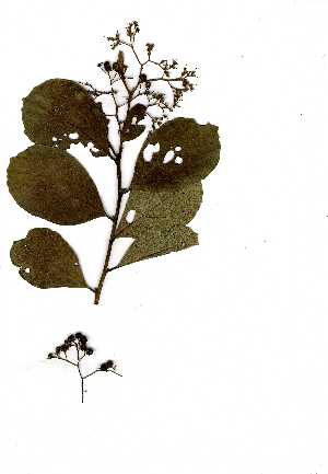  ( - OM1123)  @11 [ ] Copyright  Unspecified Unspecified