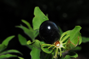  ( - OM1325)  @11 [ ] Unspecified (default): All Rights Reserved  Unspecified Unspecified