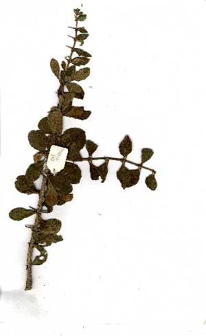  ( - OM1406)  @11 [ ] Copyright  Unspecified Unspecified