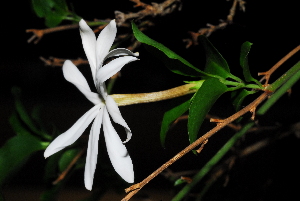  (Jasminum multipartitum - OM1541)  @11 [ ] Unspecified (default): All Rights Reserved  Unspecified Unspecified