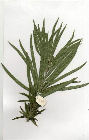  (Podocarpus henkelii - OM1677)  @11 [ ] Copyright  Unspecified Unspecified