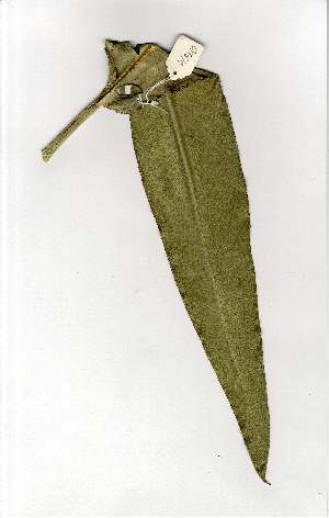  (Strelitzia - OM1679)  @11 [ ] Copyright  Unspecified Unspecified