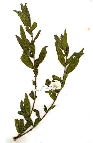  ( - OM1750)  @11 [ ] Unspecified (default): All Rights Reserved  Unspecified Unspecified