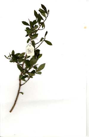  (Diospyros dichrophylla - OM1758)  @11 [ ] Unspecified (default): All Rights Reserved  Unspecified Unspecified