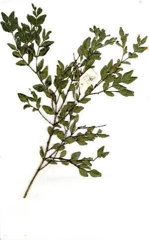  (Buxus macowani - OM1762)  @11 [ ] Unspecified (default): All Rights Reserved  Unspecified Unspecified