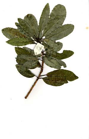  (Protorhus longifolia - OM1764)  @11 [ ] Unspecified (default): All Rights Reserved  Unspecified Unspecified
