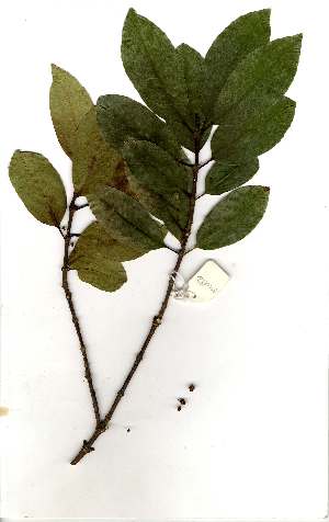  (Cassipourea gummiflua var. verticillata - OM1882)  @11 [ ] Copyright  Unspecified Unspecified