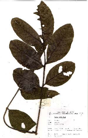  ( - OM1971)  @11 [ ] No Rights Reserved  Unspecified Unspecified