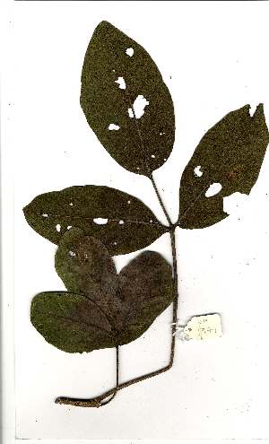 ( - OM1971)  @11 [ ] Copyright  Unspecified Unspecified