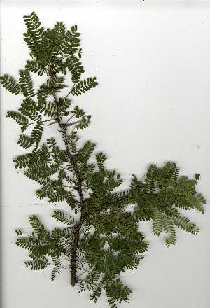  (Acacia grandicornuta - OM0337)  @13 [ ] Copyright  Unspecified Unspecified