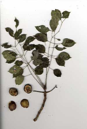  (Sclerocarya birrea subsp caffra - OM0498)  @11 [ ] Copyright  Unspecified Unspecified
