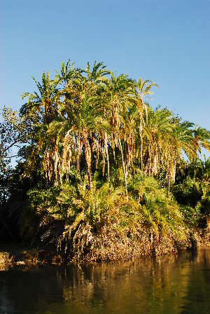  (Phoenix reclinata - OM0274)  @11 [ ] Unspecified (default): All Rights Reserved  Unspecified Unspecified