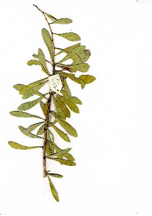  (Gymnosporia buxifolia - RL1397)  @11 [ ] Copyright  Unspecified Unspecified