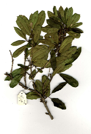  (Mystroxylon aethiopicum var burkeanum - WB0002)  @11 [ ] Copyright  Unspecified Unspecified