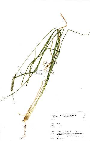  (Setaria sphacelata var. sphacerlata - BS021)  @11 [ ] No Rights Reserved (2011) Olivier Maurin University of Johannesburg