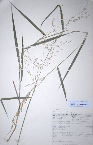  (Danthoniopsis pruinosa - KNP102)  @11 [ ] Unspecified (default): All Rights Reserved  Unspecified Unspecified