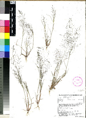 (Eragrostis aethiopica - PRE198)  @11 [ ] No Rights Reserved (2011) Olivier Maurin University of Johannesburg