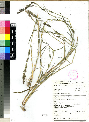  (Eragrostis sarmentosa - PRE209)  @11 [ ] No Rights Reserved (2011) Olivier Maurin University of Johannesburg
