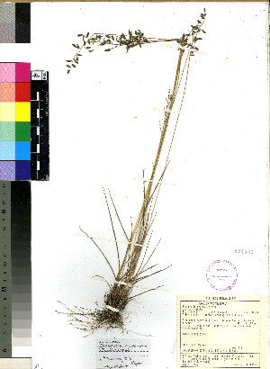  (Eragrostis racemosa - PRE214)  @11 [ ] No Rights Reserved (2011) Olivier Maurin University of Johannesburg