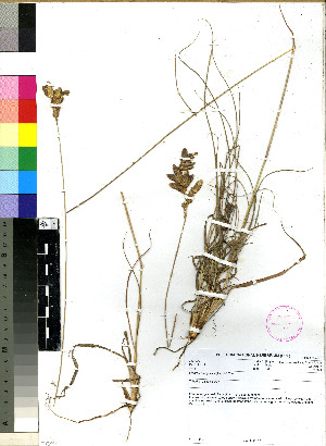  (Eragrostis capensis - PRE220)  @11 [ ] No Rights Reserved (2011) Olivier Maurin University of Johannesburg
