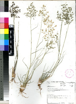  (Eragrostis obtusa - PRE225)  @11 [ ] No Rights Reserved (2011) Olivier Maurin University of Johannesburg