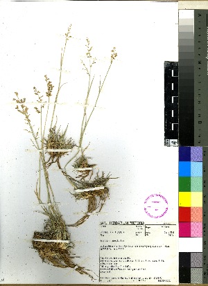  (Eragrostis pallens - PRE219)  @11 [ ] No Rights Reserved  Unspecified Unspecified