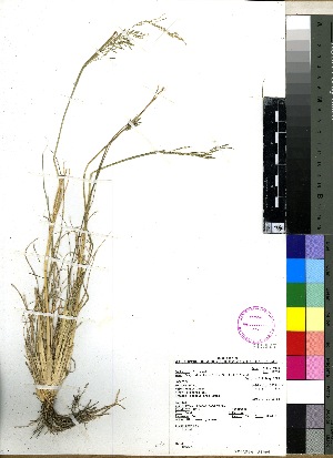  (Eragrostis tenuifolia - PRE242)  @11 [ ] No Rights Reserved  Unspecified Unspecified