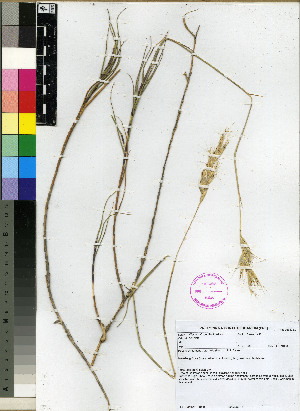  (Pseudopentameris obtusifolia - PRE385)  @11 [ ] Unspecified (default): All Rights Reserved  Unspecified Unspecified