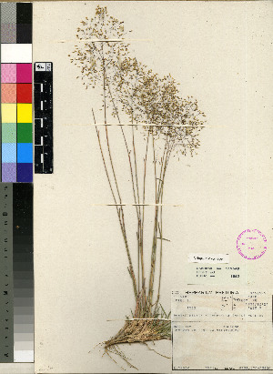  (Pentachistis microphylla - PRE406)  @11 [ ] Unspecified (default): All Rights Reserved  Unspecified Unspecified