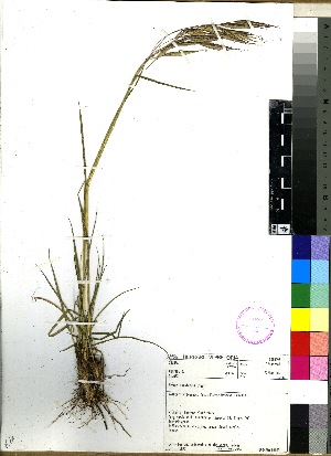  (Bromus natalensis - PRE470)  @11 [ ] No Rights Reserved  Unspecified Unspecified