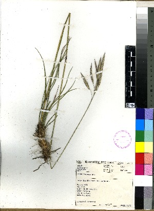  (Bromus speciosus - PRE471)  @11 [ ] No Rights Reserved  Unspecified Unspecified
