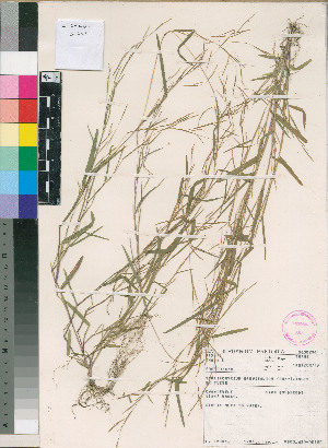  (Schizachyrium brevifolium - PRE539)  @11 [ ] No Rights Reserved  Unspecified Unspecified