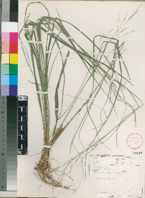  (Stipa dregeana - PRE590)  @11 [ ] No Rights Reserved  Unspecified Unspecified