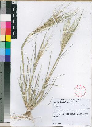  (Stipa capensis - PRE591)  @11 [ ] No Rights Reserved  Unspecified Unspecified