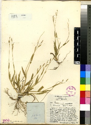  (Brachiaria xantholeuca - Smith_PA_1934)  @11 [ ] No Rights Reserved  Unspecified Unspecified