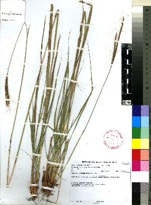  (Andropogon schirensis - Smook_L_11545)  @11 [ ] No Rights Reserved  Unspecified Unspecified