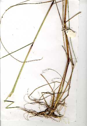  (Aristida meridionalis - YBK014)  @11 [ ] Copyright  Unspecified Unspecified