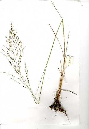  (Eragrostis rotifer - YBK077)  @11 [ ] Copyright  Unspecified Unspecified