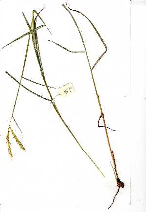  (Andropogon chinensis - YBK089)  @11 [ ] Copyright  Unspecified Unspecified